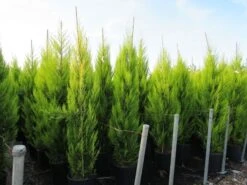 Cipres Kamerconifeer (Cupressus Macrocarpa 'Goldcrest') -Tuinplanten Winkel cupressus macrocarpa goldcrest