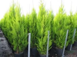 Cipres Kamerconifeer (Cupressus Macrocarpa 'Goldcrest') -Tuinplanten Winkel cupressus macrocarpa goldcrest 2