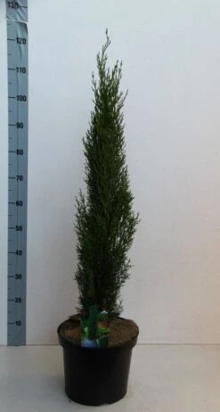 Italiaanse Cipres (Cupressus Sempervirens 'Totem') -Tuinplanten Winkel cupressus semp totem 80 100 cm co. 10l kopie 2