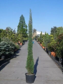 Italiaanse Cypres (Cupressus Sempervirens 'Stricta') -Tuinplanten Winkel cupressus sempervirens strica 200 250 c30