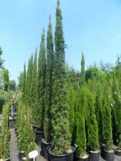 Italiaanse Cypres (Cupressus Sempervirens 'Stricta') -Tuinplanten Winkel cupressus sempervirens stricta 250 300 c70