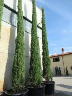 Italiaanse Cypres (Cupressus Sempervirens 'Stricta') -Tuinplanten Winkel cupressus sempervirens stricta 2