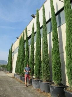 Italiaanse Cypres (Cupressus Sempervirens 'Stricta') -Tuinplanten Winkel cupressus sempervirens stricta 3