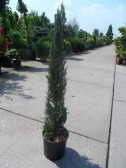 Italiaanse Cypres (Cupressus Sempervirens 'Stricta') -Tuinplanten Winkel cupressus sempervirens stricta 80 100 125 c10