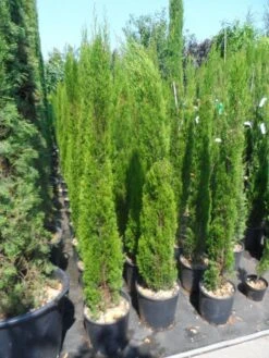 Italiaanse Cipres (Cupressus Sempervirens 'Totem') -Tuinplanten Winkel cupressus sempervirens totem 125 150 175