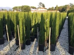 Italiaanse Cypres (Cupressus Sempervirens 'Stricta') -Tuinplanten Winkel cupressus stricta 125 150