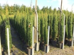 Italiaanse Cypres (Cupressus Sempervirens 'Stricta') -Tuinplanten Winkel cupressus stricta 1250 150