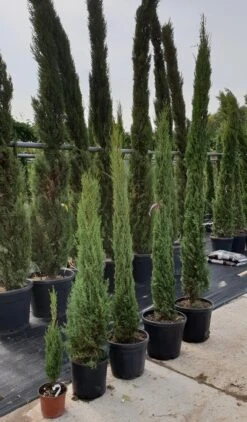 Italiaanse Cypres (Cupressus Sempervirens 'Stricta') -Tuinplanten Winkel cupressus stricta 60 80 100 125 150 175 200