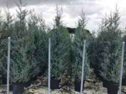 Cipres (Cupressus Arizonica 'Glauca') -Tuinplanten Winkel cupressusarizonicaglauca