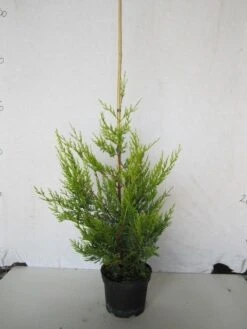 Haagconifeer (Cupressocyparis Leylandii 'Castlewellan Gold' ) -Tuinplanten Winkel cupressuslcastgoldc3