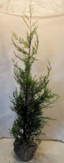 Haagconifeer (Cupressocyparis Leylandii 'Castlewellan Gold' ) -Tuinplanten Winkel cupressuslcastlewgold125 150