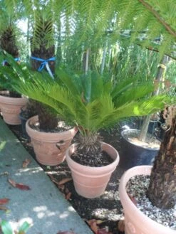 Cycaspalm (Cycas Revoluta) -Tuinplanten Winkel cycas revoluta 60 80 c50