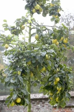 Kweepeer (Cydonia Oblonga 'Rea's Mammoth') 5 Kweepeer (Cydonia Oblonga 'Rea's Mammoth') -Tuinplanten Winkel cydonia oblonga01 1