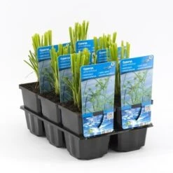 Parapluplant (Cyperus Alternifolius) -Tuinplanten Winkel cyperus alternifolius 20180321213206