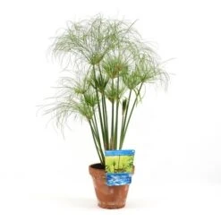 Papyrusplant (Cyperus Percamenthus) -Tuinplanten Winkel cyperus percamenthus