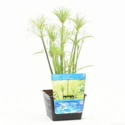 Papyrusplant (Cyperus Percamenthus) -Tuinplanten Winkel cyperus percamenthus s