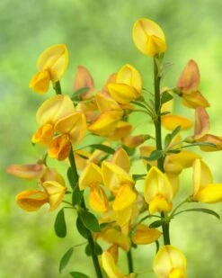 Brem (Cytisus 'Apricot Gem')