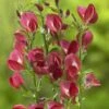 Brem (Cytisus 'Boskoop Ruby') -Tuinplanten Winkel cytisus boskoop ruby
