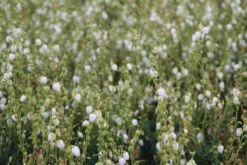 Ierse Heide Wit (Daboecia Cantabrica Alba') -Tuinplanten Winkel daboecia cantabrica alba