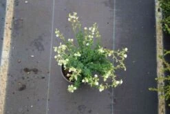 Ierse Heide Wit (Daboecia Cantabrica Alba') -Tuinplanten Winkel daboecia cantabrica alba 3