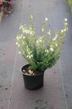 Ierse Heide Wit (Daboecia Cantabrica Alba') -Tuinplanten Winkel daboecia cantabrica alba 4