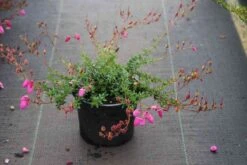 Ierse Hei Roze-paars (Daboecia Cantabrica 'Cupido') 7 Ierse Hei Roze-paars (Daboecia Cantabrica 'Cupido') -Tuinplanten Winkel daboecia cantabrica cupido 3