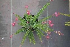 Ierse Heide (Daboecia Cantabrica 'Waley's Red) 6 Ierse Heide (Daboecia Cantabrica 'Waley's Red) -Tuinplanten Winkel daboecia cantabrica rood 2