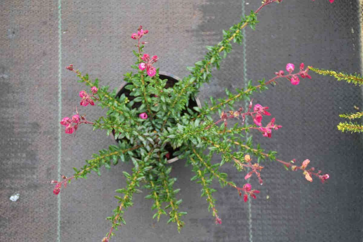 Ierse Heide (Daboecia Cantabrica 'Waley's Red) 4 Ierse Heide (Daboecia Cantabrica 'Waley's Red) - Afbeelding 2