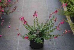 Ierse Heide (Daboecia Cantabrica 'Waley's Red) 7 Ierse Heide (Daboecia Cantabrica 'Waley's Red) -Tuinplanten Winkel daboecia cantabrica rood 3