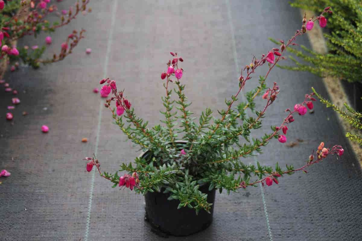 Ierse Heide (Daboecia Cantabrica 'Waley's Red) 5 Ierse Heide (Daboecia Cantabrica 'Waley's Red) - Afbeelding 3