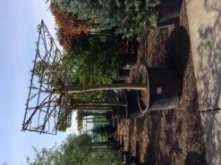 Dakmoerbei (Morus Alba 'Macrophylla') 30 Dakmoerbei (Morus Alba 'Macrophylla') -Tuinplanten Winkel dakmoerbei 4045 1