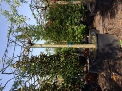 Dakmoerbei (Morus Alba 'Macrophylla') 31 Dakmoerbei (Morus Alba 'Macrophylla') -Tuinplanten Winkel dakmoerbei 4045 2