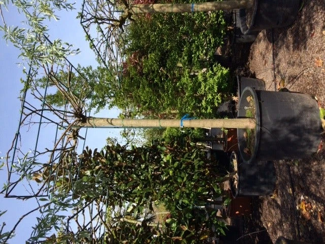 Dakmoerbei (Morus Alba 'Macrophylla') 17 Dakmoerbei (Morus Alba 'Macrophylla') - Afbeelding 15