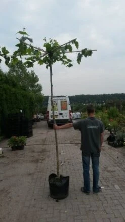 Dakplataan (Platanus Hispanica ) 24 Dakplataan (Platanus Hispanica ) -Tuinplanten Winkel dakplataan 1 1