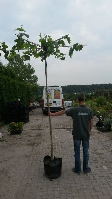 Dakplataan (Platanus Hispanica ) 11 Dakplataan (Platanus Hispanica ) - Afbeelding 9