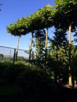 Dakplataan (Platanus Hispanica ) 20 Dakplataan (Platanus Hispanica ) -Tuinplanten Winkel dakplataan 25 30 35 op 280 300stam 1 1