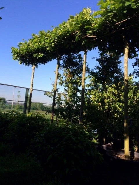 Dakplataan (Platanus Hispanica ) 7 Dakplataan (Platanus Hispanica ) - Afbeelding 5