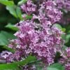 Sering Op Stam (Syringa Bloomerang® 'Dark Purple') -Tuinplanten Winkel dark purple 1