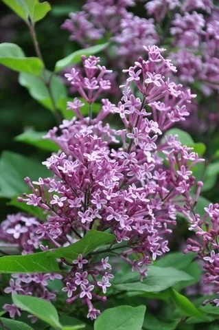 Sering Op Stam (Syringa Bloomerang® 'Dark Purple') 3 Sering Op Stam (Syringa Bloomerang® 'Dark Purple')