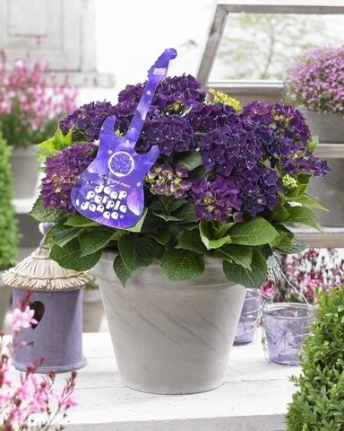 Hortensia Deep Purple Dance (Hydrangea 'Music Collection') 3 Hortensia Deep Purple Dance (Hydrangea 'Music Collection')