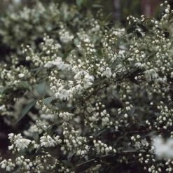 Bruidsbloem (Deutzia Gracilis) -Tuinplanten Winkel degracil 4