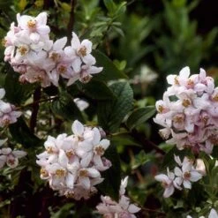 Bruidsbloem (Deutzia 'Mont Rose') -Tuinplanten Winkel dehmrose 20 4