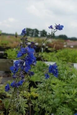 Ridderspoor (Delphinium 'Bellamosum') -Tuinplanten Winkel delphinium bellamosum 1 1