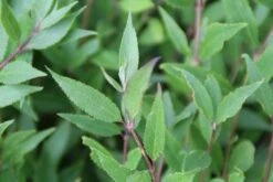 Bruidsbloem (Deutzia Gracilis 'Nikko') -Tuinplanten Winkel deutzia gracilis nikko 1