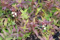 Bruidsbloem (Deutzia Gracilis 'Nikko') -Tuinplanten Winkel deutzia gracilis nikko 1 1