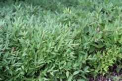 Bruidsbloem (Deutzia Gracilis 'Nikko') -Tuinplanten Winkel deutzia gracilis nikko 2