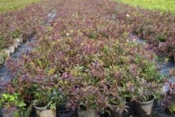 Bruidsbloem (Deutzia Gracilis 'Nikko') -Tuinplanten Winkel deutzia gracilis nikko 2 1