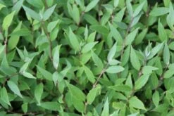 Bruidsbloem (Deutzia Gracilis 'Nikko') -Tuinplanten Winkel deutzia gracilis nikko 3