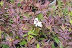 Bruidsbloem (Deutzia Gracilis 'Nikko') -Tuinplanten Winkel deutzia gracilis nikko 3 1