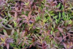 Bruidsbloem (Deutzia Gracilis 'Nikko') -Tuinplanten Winkel deutzia gracilis nikko 4